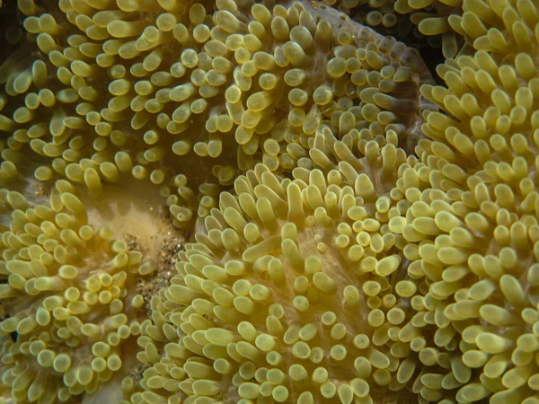 Soft Coral Ricordea Florida Tayrona National Natural Park — Stock Photo, Image