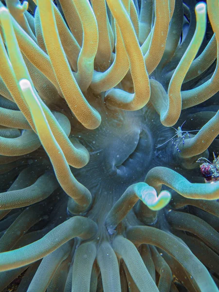 Anêmona Gigante Condylactis Gigantea Parque Nacional Natural Islas Del Rosario — Fotografia de Stock