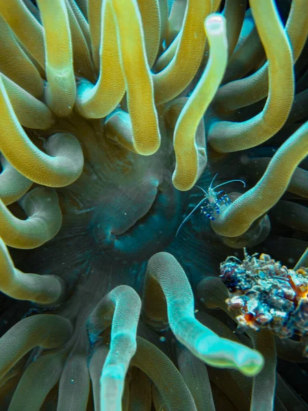 Anémona Gigante Condylactis Gigantea Parque Natural Nacional Islas Del Rosario — Foto de Stock