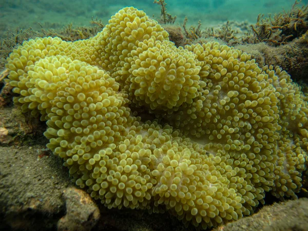Soft Coral Ricordea Florida Tayrona National Natural Park — Stock Photo, Image