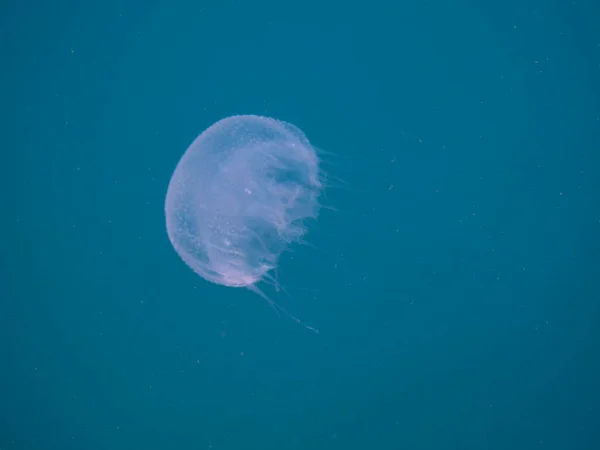 Jellyfish Chrysaora Lactea Natural National Park Islas Del Rosario Colombia — Stock Photo, Image