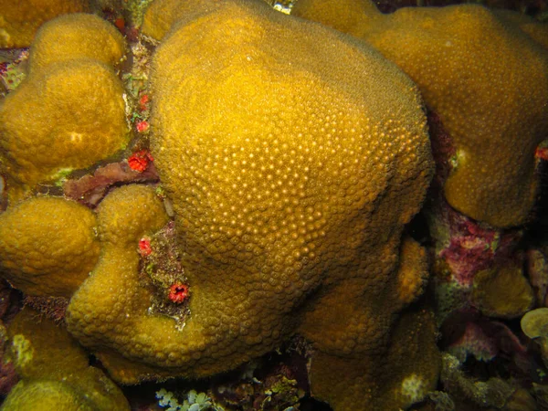 Coral Orbicella Annularis Tayrona National Natural Park Colombia — стокове фото