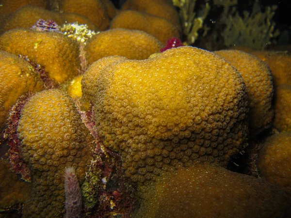 Coral Orbicella Annularis Tayrona National Natural Park Colombia — Stock Photo, Image