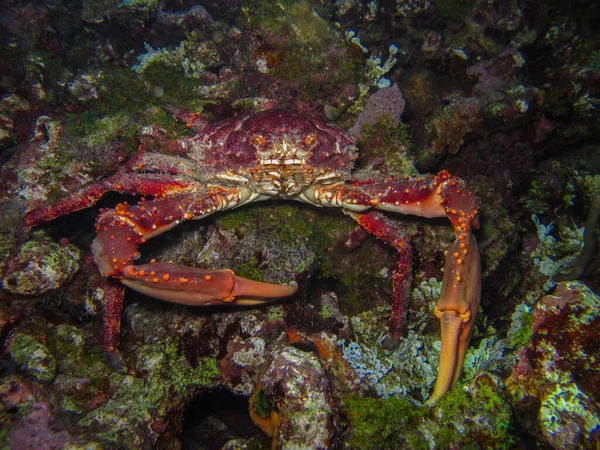 King Crab Maguimithrax Spinosissimus Rosario Islands Natural National Park — Stock Photo, Image