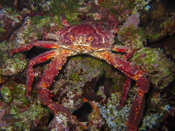 King Crab Maguimithrax Spinosissimus Rosario Islands Natural National Park — Stock Photo, Image