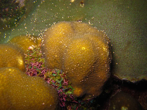 Coral Orbicella Annularis Atlántico Colombië — Stockfoto