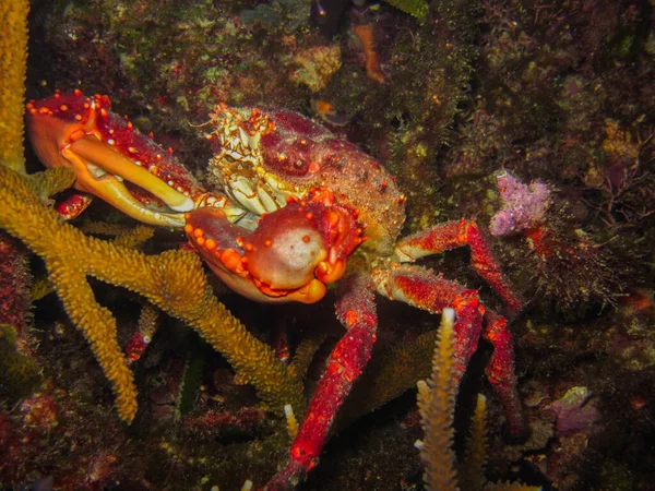 King Crab Maguimithrax Spinosissimus Rosario Islands Natural National Park — Stock Photo, Image