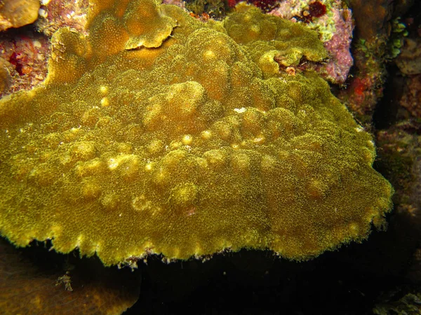 Coral Porites Astreoides Het Nationaal Natuurpark Rosario Eilanden — Stockfoto