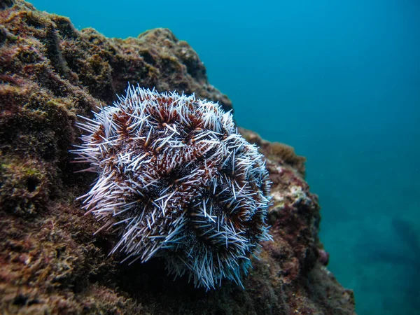 Sea Urchin Tripneustes Ventricosus Tayrona National Natural Park — Stock Photo, Image