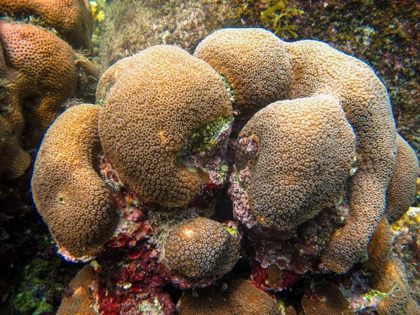 Tayrona Ulusal Doğal Parkı Kolombiya Mercan Orbicella Yıllığı — Stok fotoğraf