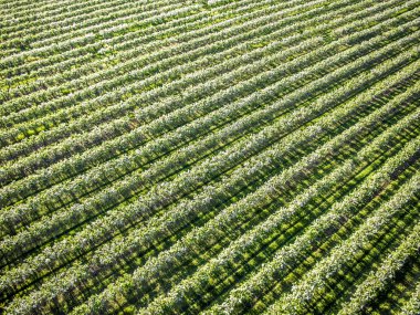 Çiçekli bahar orchard, hava Üstten Görünüm