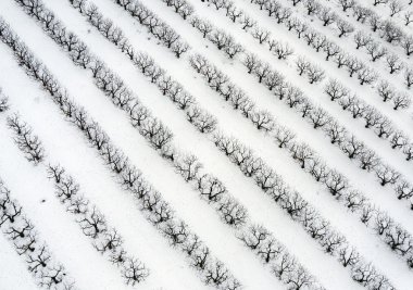 Orchards in the winter, aerial top view clipart