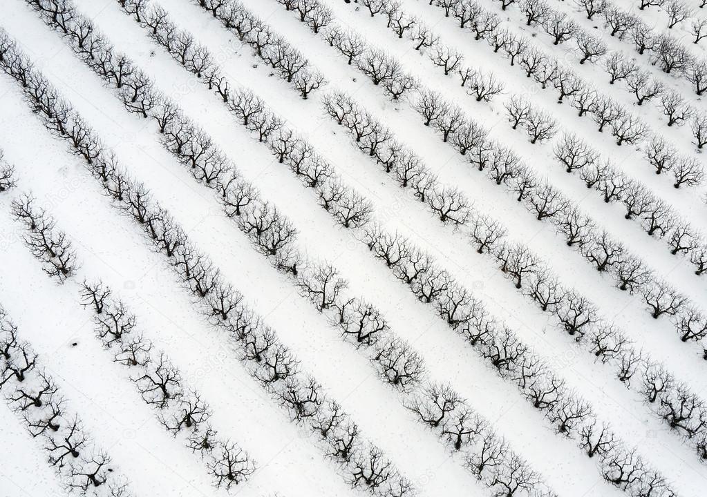 Orchards in the winter, aerial top view