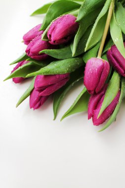 su damlaları ile pembe laleler