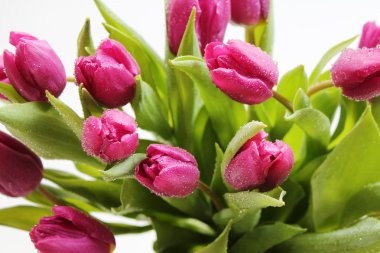 su damlaları ile pembe laleler