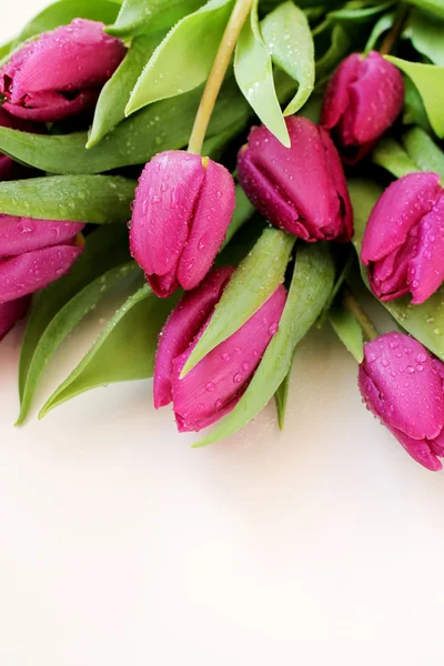 Tulipes roses avec gouttes d'eau — Photo