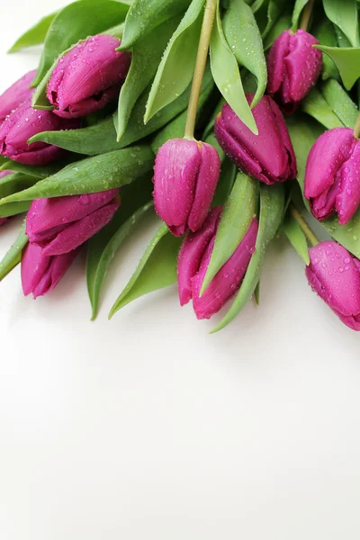 Tulipes roses avec gouttes d'eau — Photo