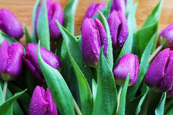 Veilchen Tulpen mit Wassertropfen — Stockfoto