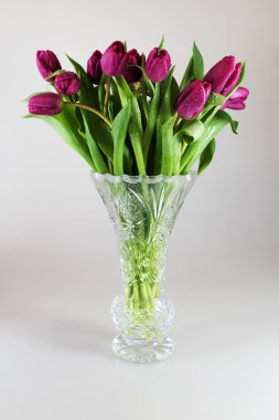 Lale çiçek kristal vazo içinde çiğ damlaları ile