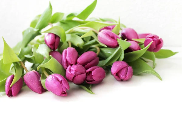 Fleurs de tulipes avec gouttes de rosée sur fond blanc — Photo