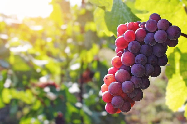 Bunch of  red grapes — Stock Photo, Image