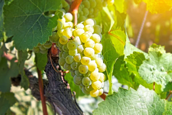 Banda białych winogron — Zdjęcie stockowe