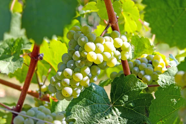 Bunch of white grapes — Stock Photo, Image