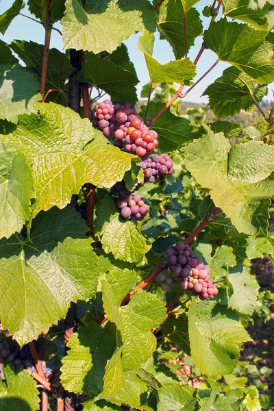 Bunch of  red grapes — Stock Photo, Image