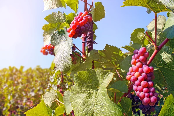 Bunch of  red grapes — Stock Photo, Image