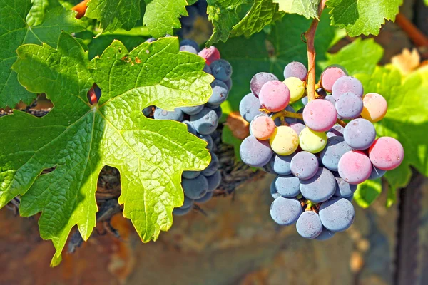 Unripe blue grapes — Stock Photo, Image