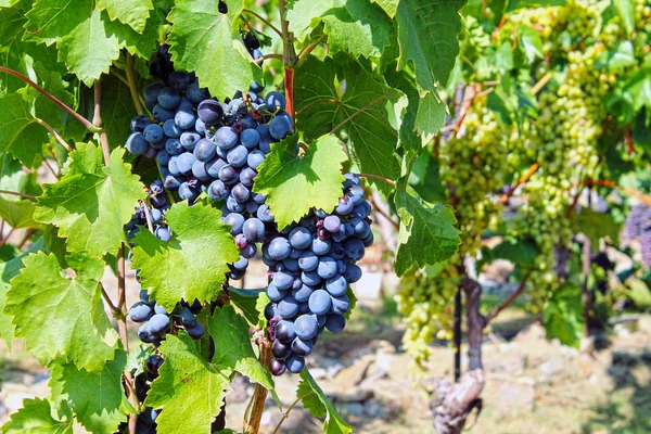 Ripe blue grapes — Stock Photo, Image