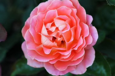 Bahçede taze pembe bir gül..