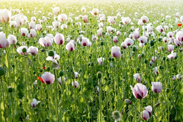 Poppy field — Stock Photo, Image