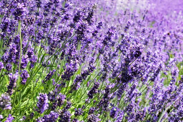 Campo de lavanda — Fotografia de Stock