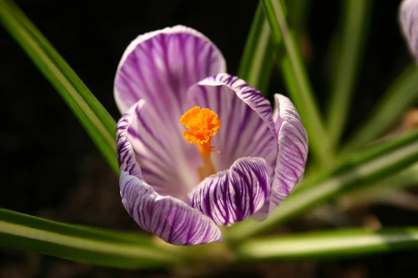 Crocus flower — Stock Photo, Image