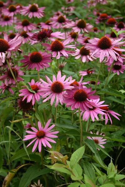 Echinacea — Stockfoto