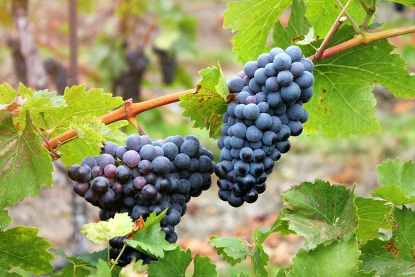 Dark grapes — Stock Photo, Image