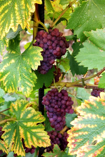 Uvas — Foto de Stock