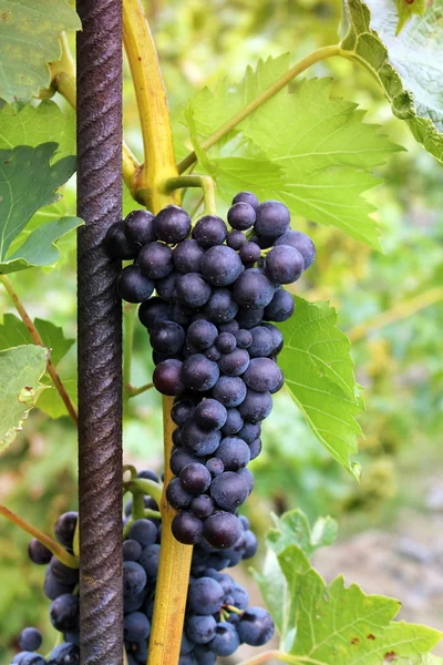 Donkere druiven — Stockfoto