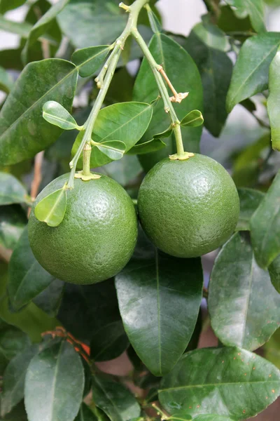 Toranjas — Fotografia de Stock