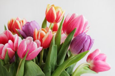 Tulips bouquet clipart