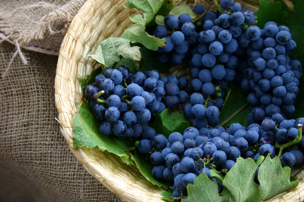 Uvas de vino maduras — Foto de Stock