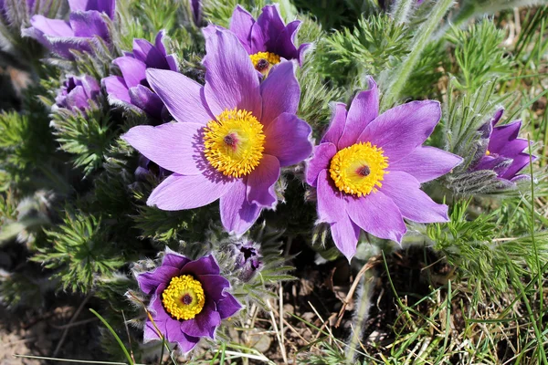 Çiçekli Pulsatilla