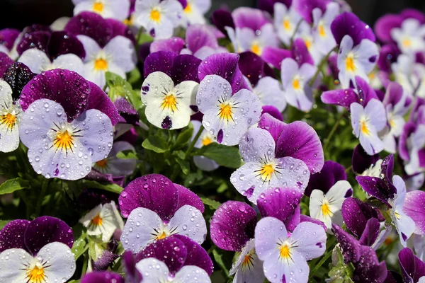 Violet pansies — Stock Photo, Image