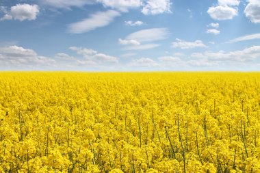 Kanola, yağlı tohum tecavüz, biyodizel kırpma