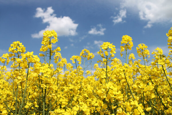 Canola,Oilseed Rape,Biodiesel Crop