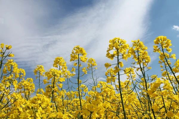 Canola, Estupro de oleaginosas, Cultivo Biodiesel — Fotografia de Stock