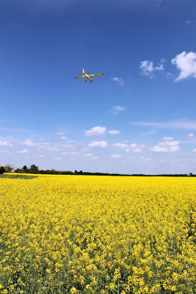 Рапс, ріпак, біодизель кадрування — стокове фото