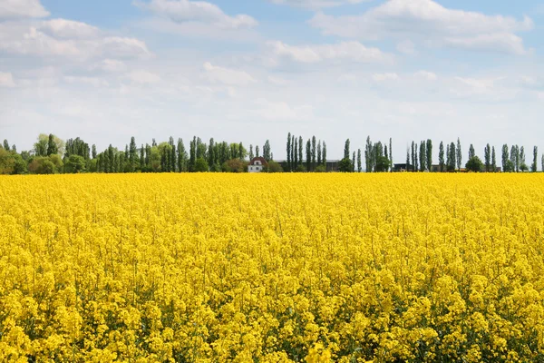 Рапс, ріпак, біодизель кадрування — стокове фото