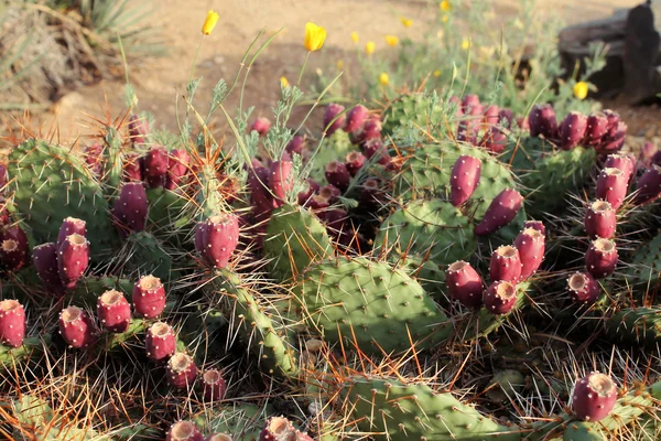 Kaktusy opuncje — Zdjęcie stockowe